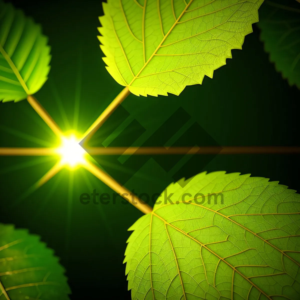 Picture of Green Maple Leaf in Summer Forest