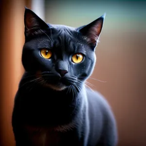 Adorable Furry Kitty with Curious Eyes