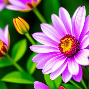 Pink Daisy Blossom - A Vibrant Summer Floral Delight