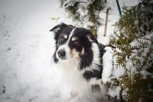 Border Collie Puppy in Studio Portrait Close-up