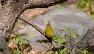 Colorful toucan perched on yellow branch with bird.