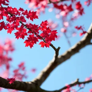 Vibrant Maple Blossom in Autumn Forest