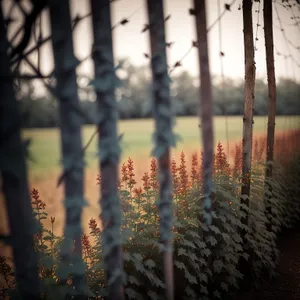 Birch Tree Fence in Forest Landscape