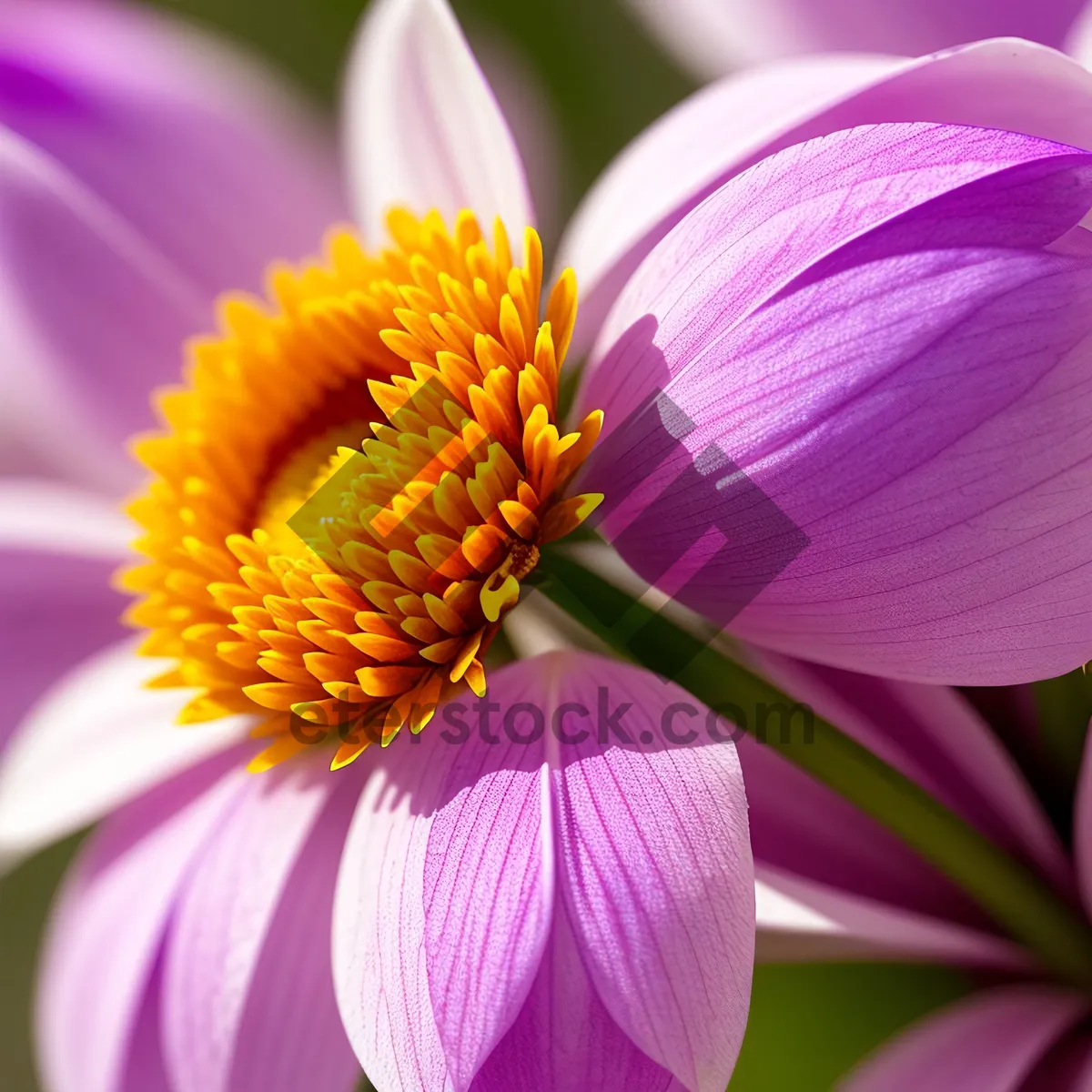Picture of Pink Daisy Blossom in Summer Garden