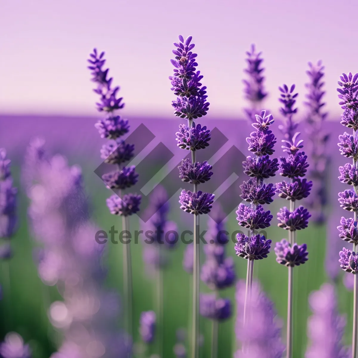 Picture of Lavender Aroma Blooming in Gardens