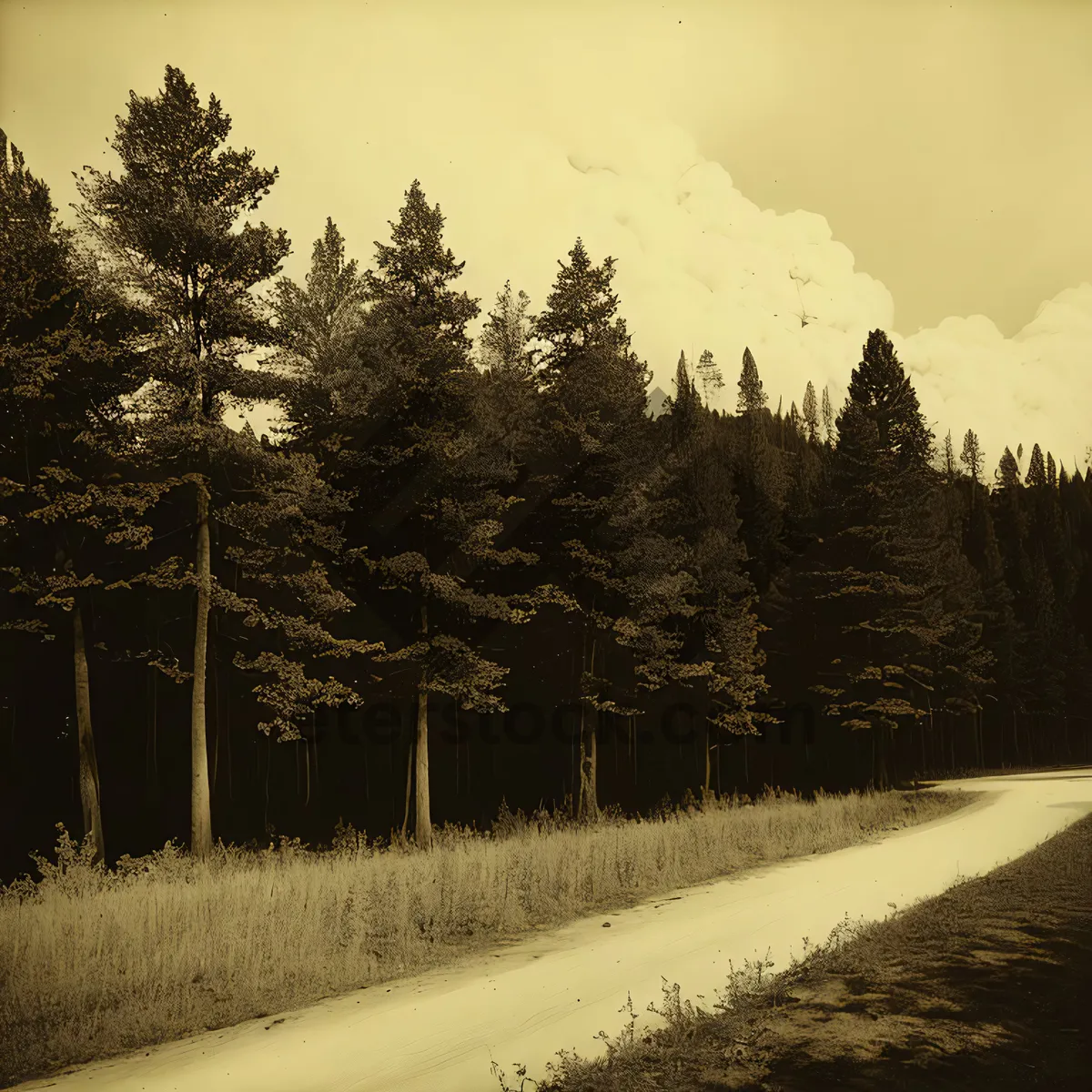 Picture of Winter Wonderland: Serene Snow-covered Pine Forest