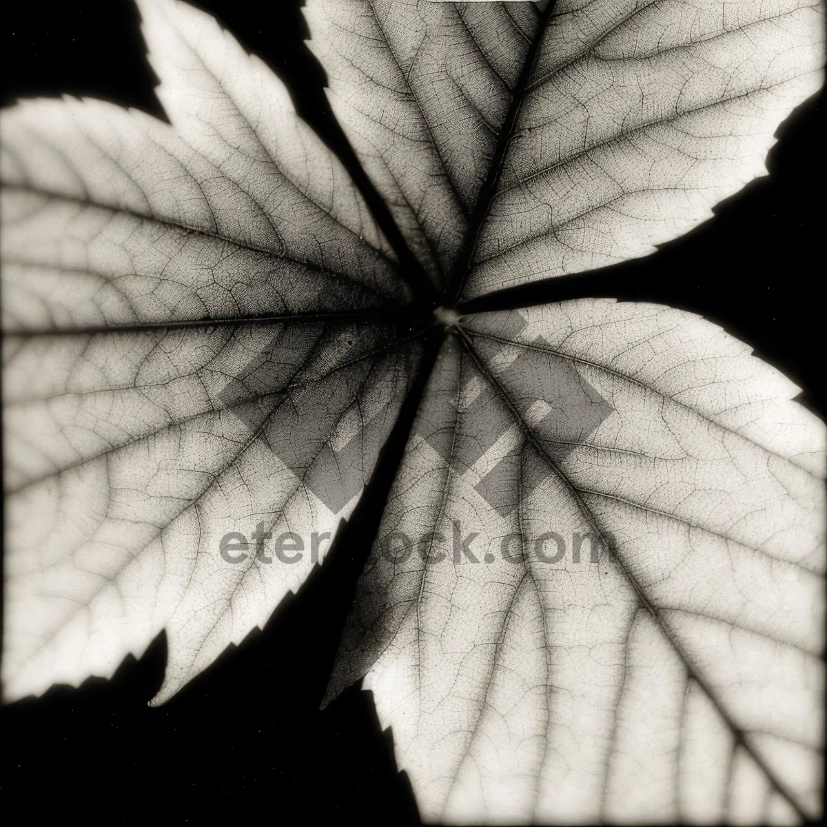 Picture of Autumn Maple Leaves in Vibrant Colors