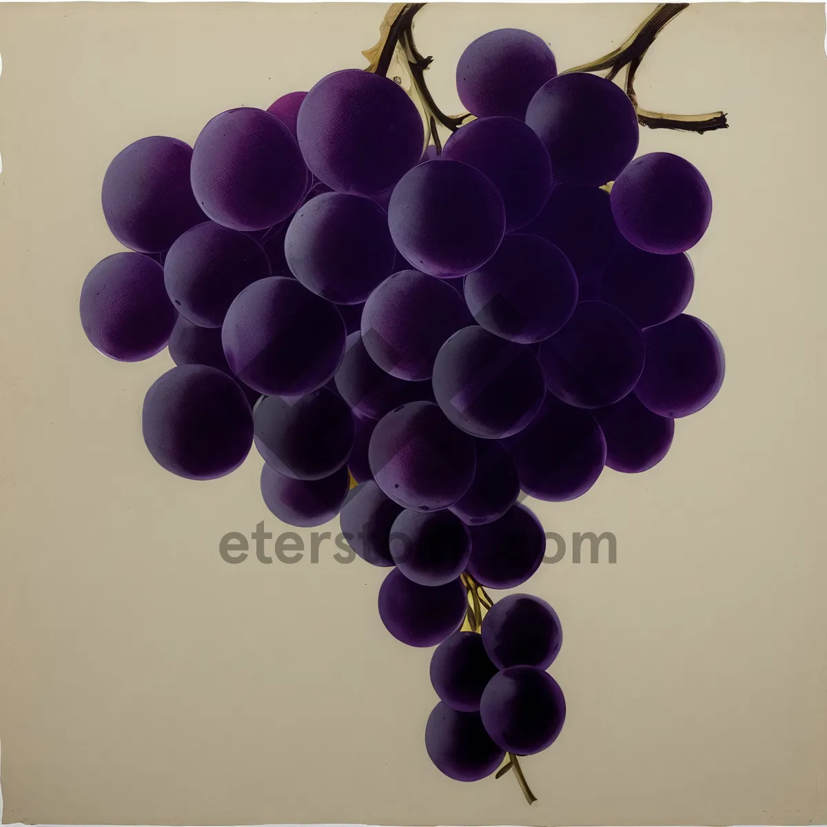 Picture of Autumn Harvest: Ripe, Juicy Concord Grapes in Vineyard