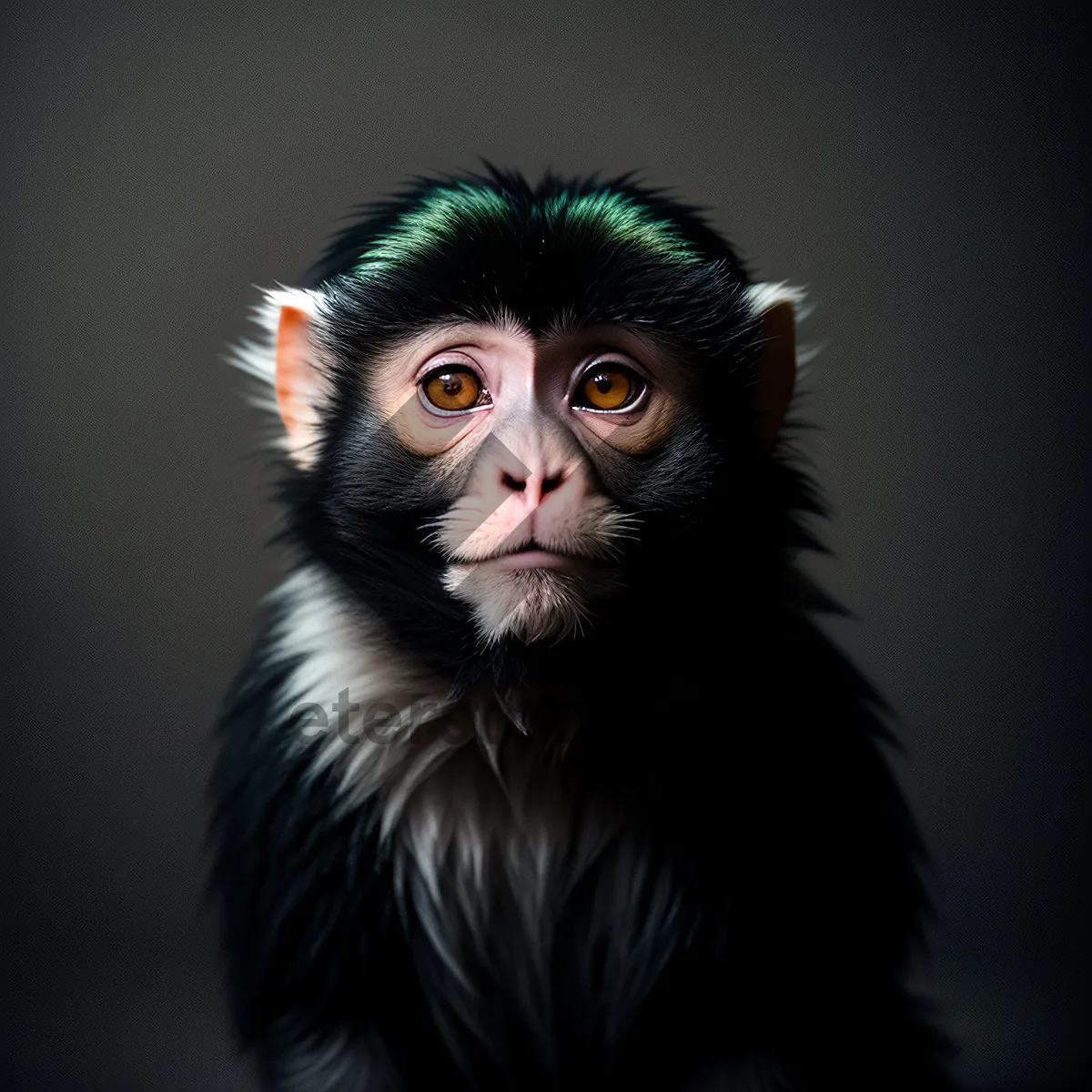Picture of Black Studio Portrait of Attractive Model with Cute Hair