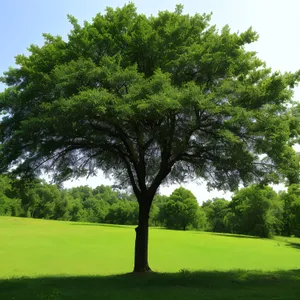 Serene Summer Landscape with Trees and Meadow