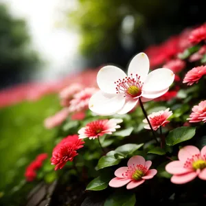 Pink Blossoming Sand Cherry - Seasonal Floral Beauty