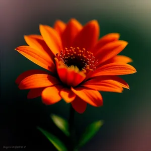 Bright Daisy Blossom in Sunflower Garden