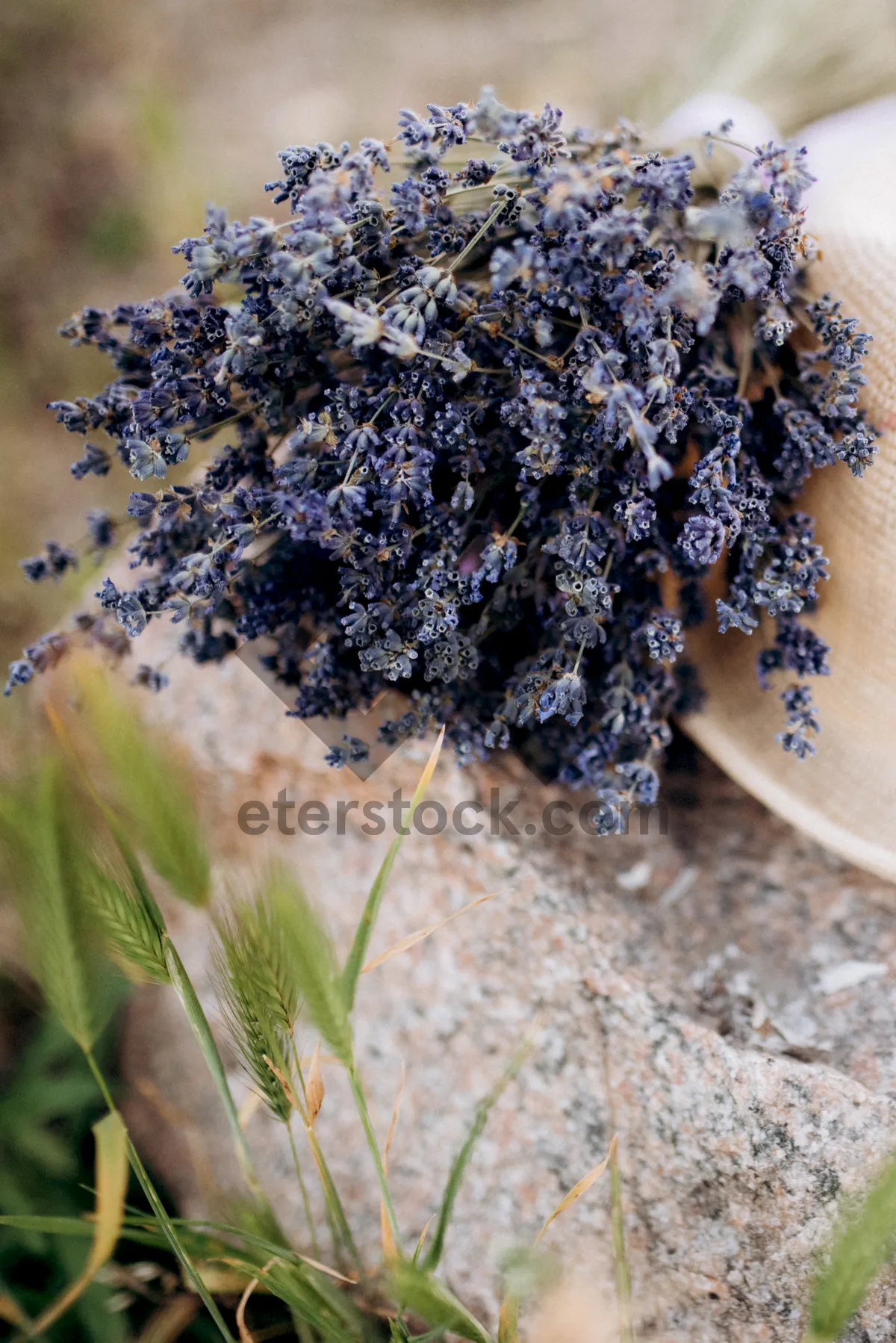 Picture of Elderberry Drupe Fruit Produce