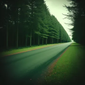 Scenic Country Highway Through Summer Forest