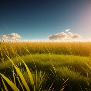 Idyllic wheat field under sunny sky