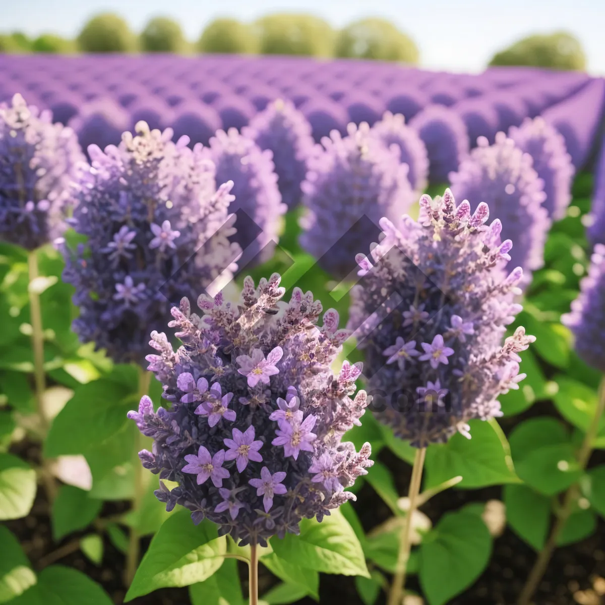 Picture of Lilac summer blossom with visiting butterfly