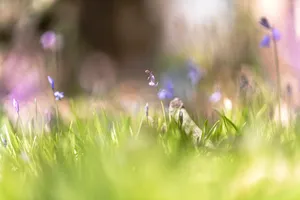 Summer Meadow under Sunny Sky with Dandelions