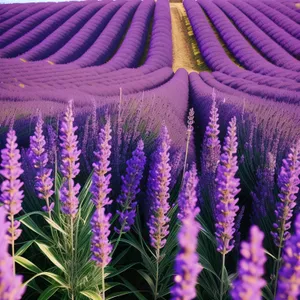 Lavender Blooms in Colorful Field, Nature's Art