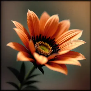 Bright Floral Sunflower Petals in Bloom