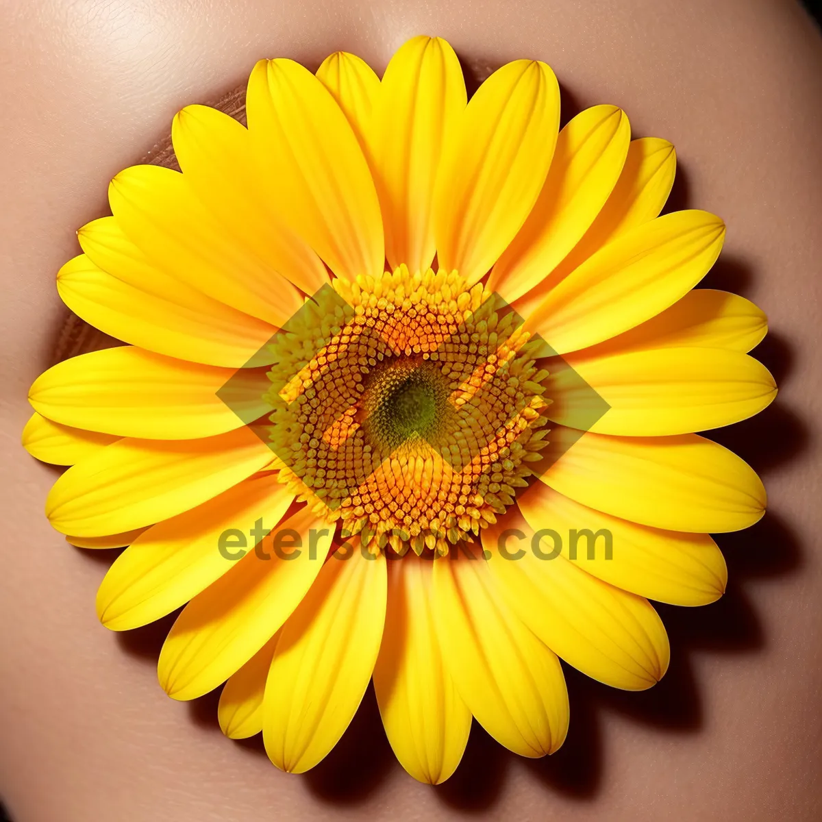 Picture of Daisy and Sunflower Blooming in Bright Garden