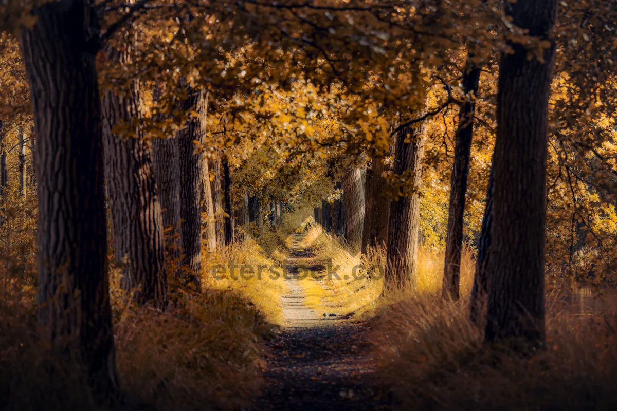 Picture of Autumn Park Tunnel - Scenic Passage with Golden Foliage