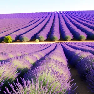 Vibrant Lavender Field with Patterned Lines