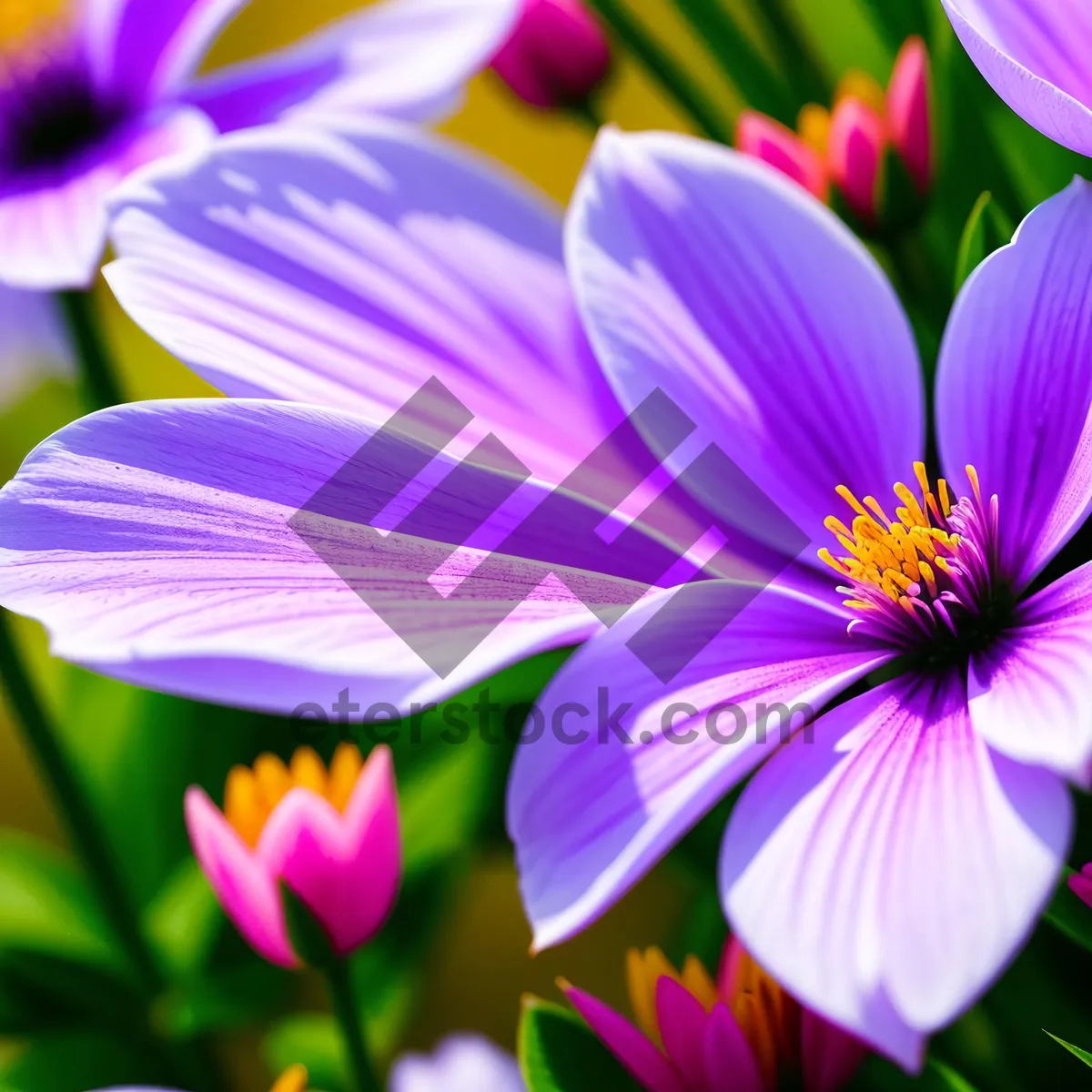 Picture of Bright Summer Petals in Vibrant Floral Garden
