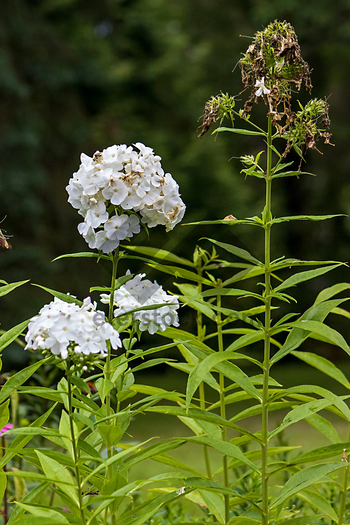 Picture of Summer blooms on spirea branch in garden