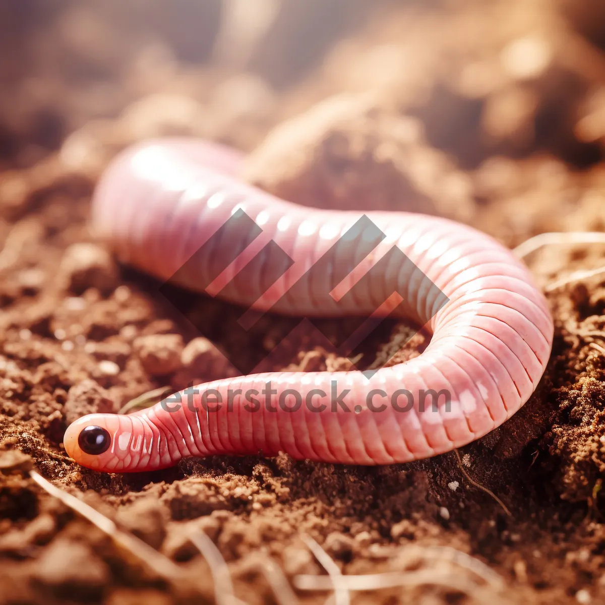 Picture of Reptile and arthropod encounter with millipede and snake.