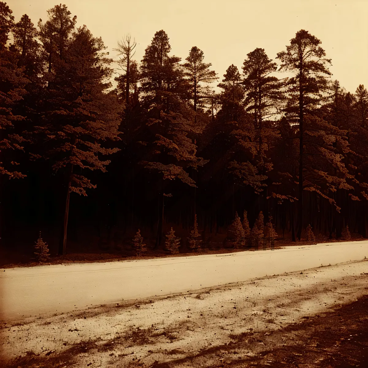 Picture of Winter Wonderland: Majestic Snowy Forest Landscape