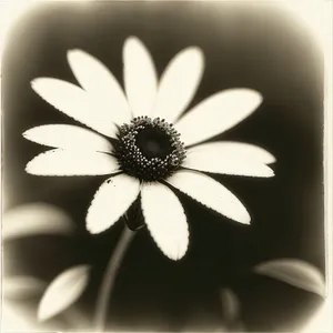 Bright Yellow Daisy Blooming in Garden