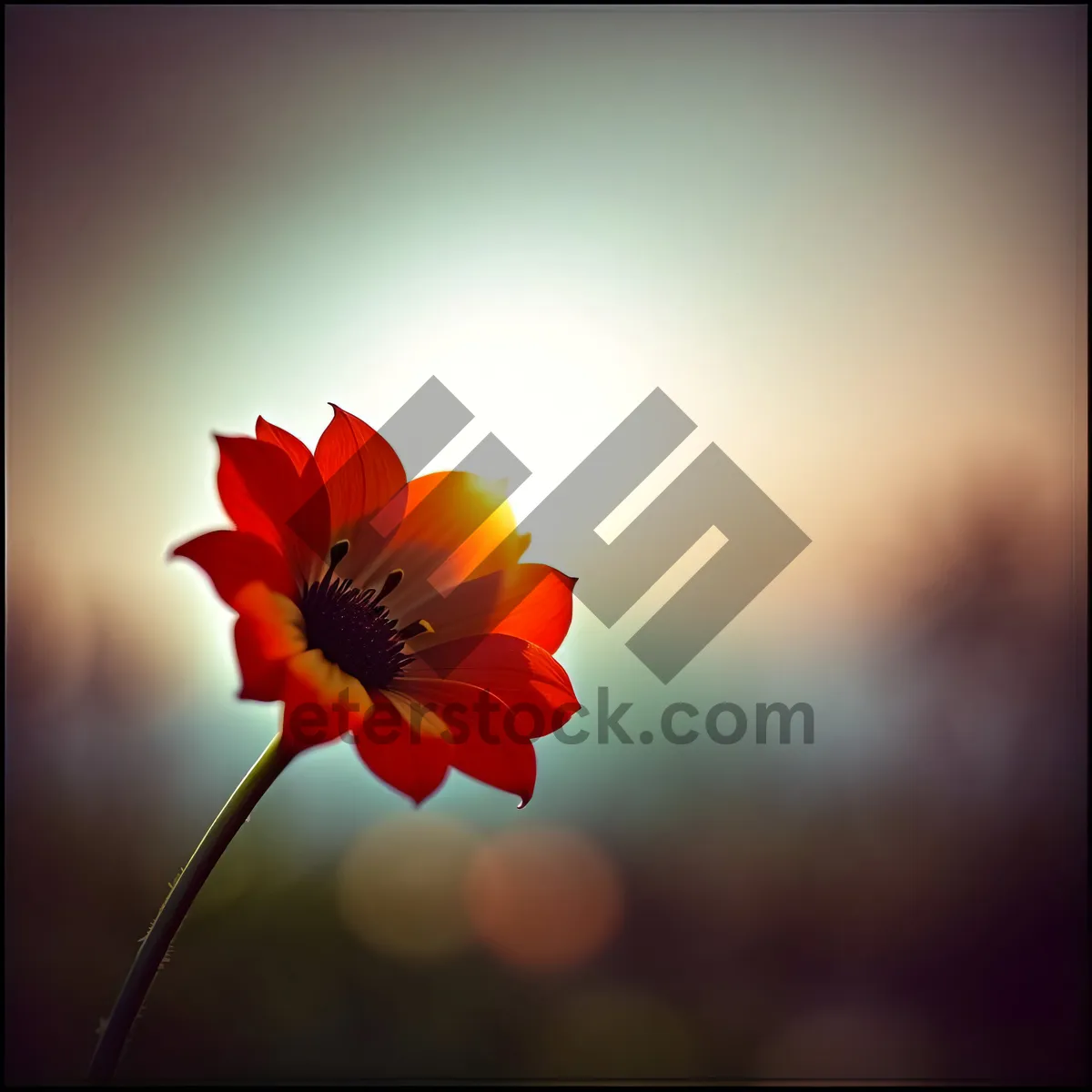 Picture of Petal-filled Scarlet Pimpernel Flower in Vibrant Garden