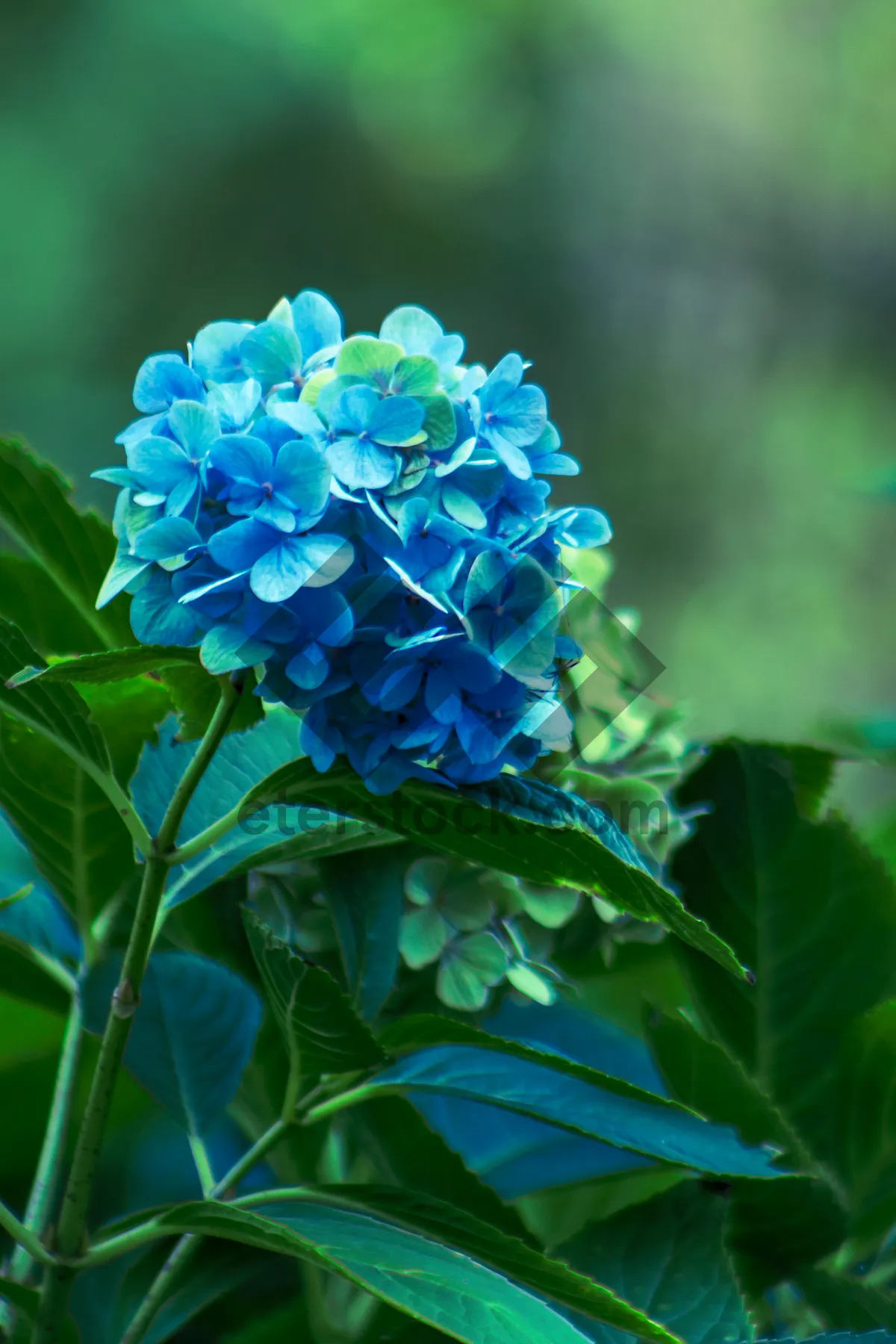 Picture of Summer Garden Floral Blossom Purple Flowers