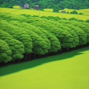 Serene Summer Tea Plantation Amidst Countryside Landscape