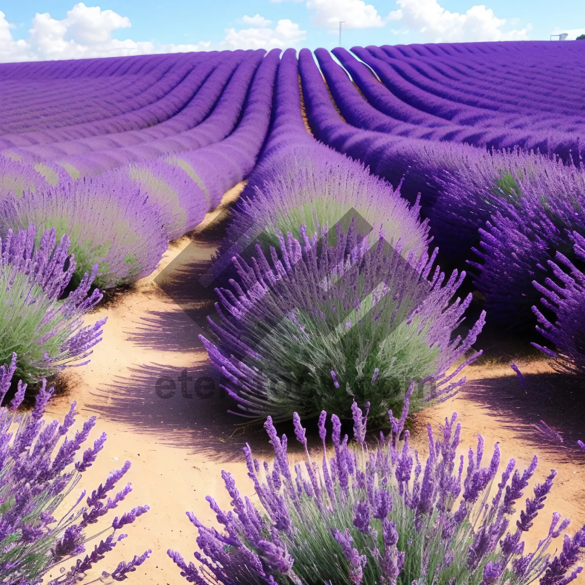 Picture of Colorful Lavender Field with Artichoke Plant