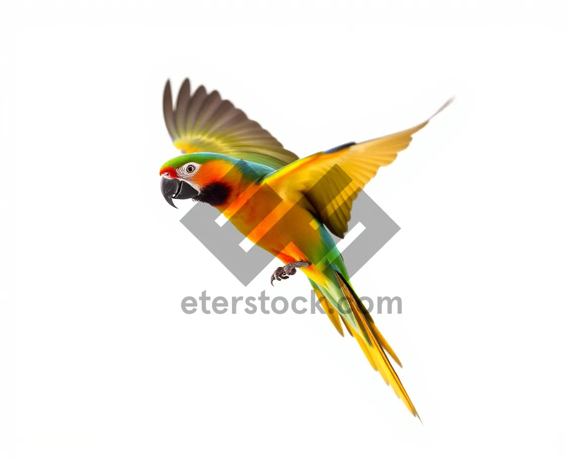 Picture of Vibrant Macaw Parrot with Colorful Wings sitting on Branch.