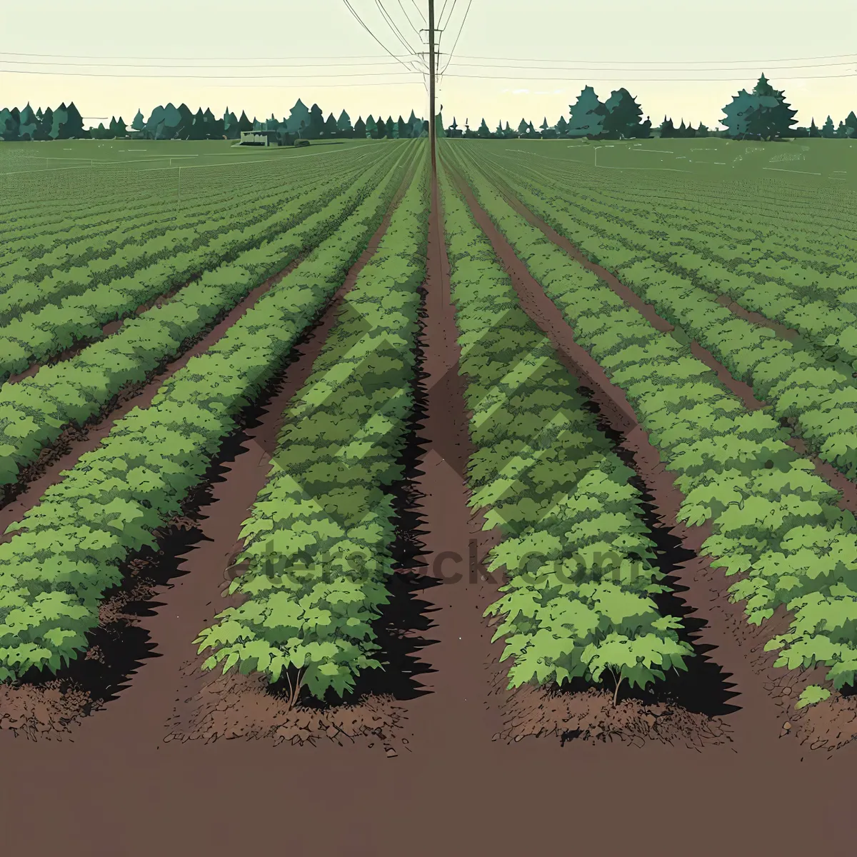 Picture of Vibrant soybean field under the summer sky