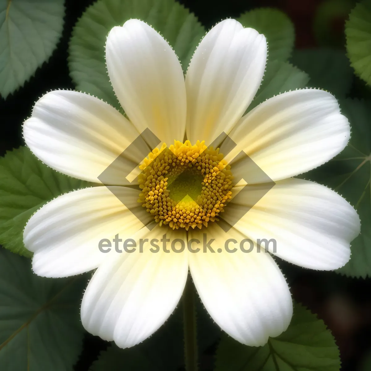 Picture of Bright Yellow Chamomile Closeup in Meadow