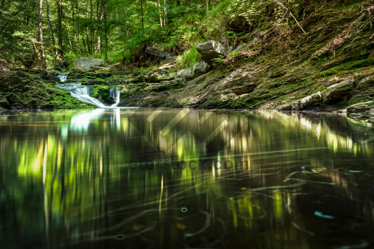 Picture of Tranquil Summer Landscape with Reflecting Trees