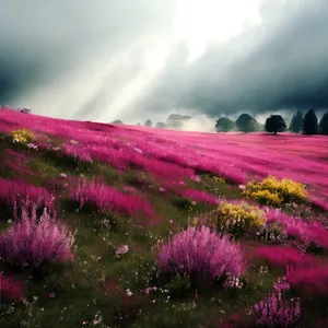 Colorful Spring Blossoms in Meadow Garden