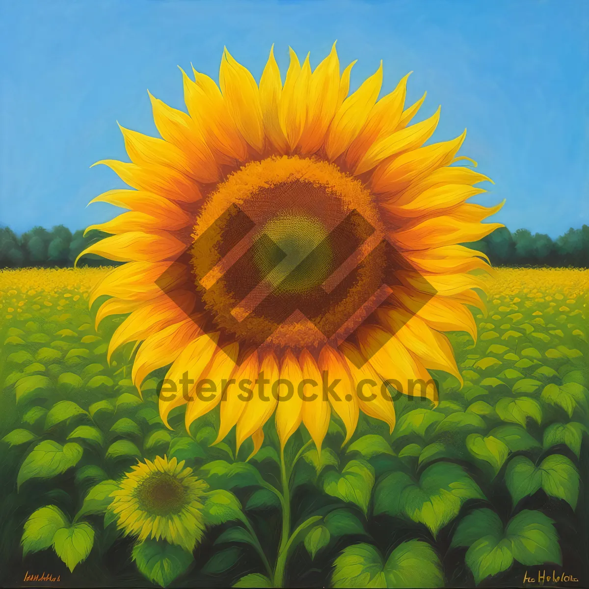 Picture of Bright sunflower blossom in yellow field