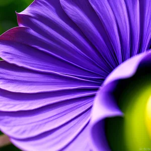 Fractal Petal Viola: Vibrant Herb Vascular Plant Design
