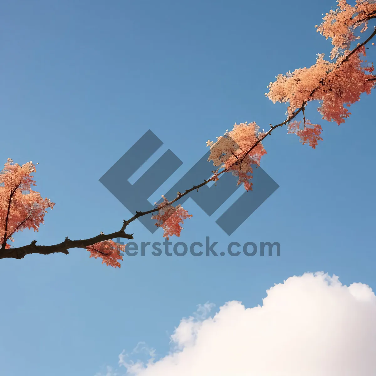 Picture of Vibrant Autumn Maple Leaves in Forest