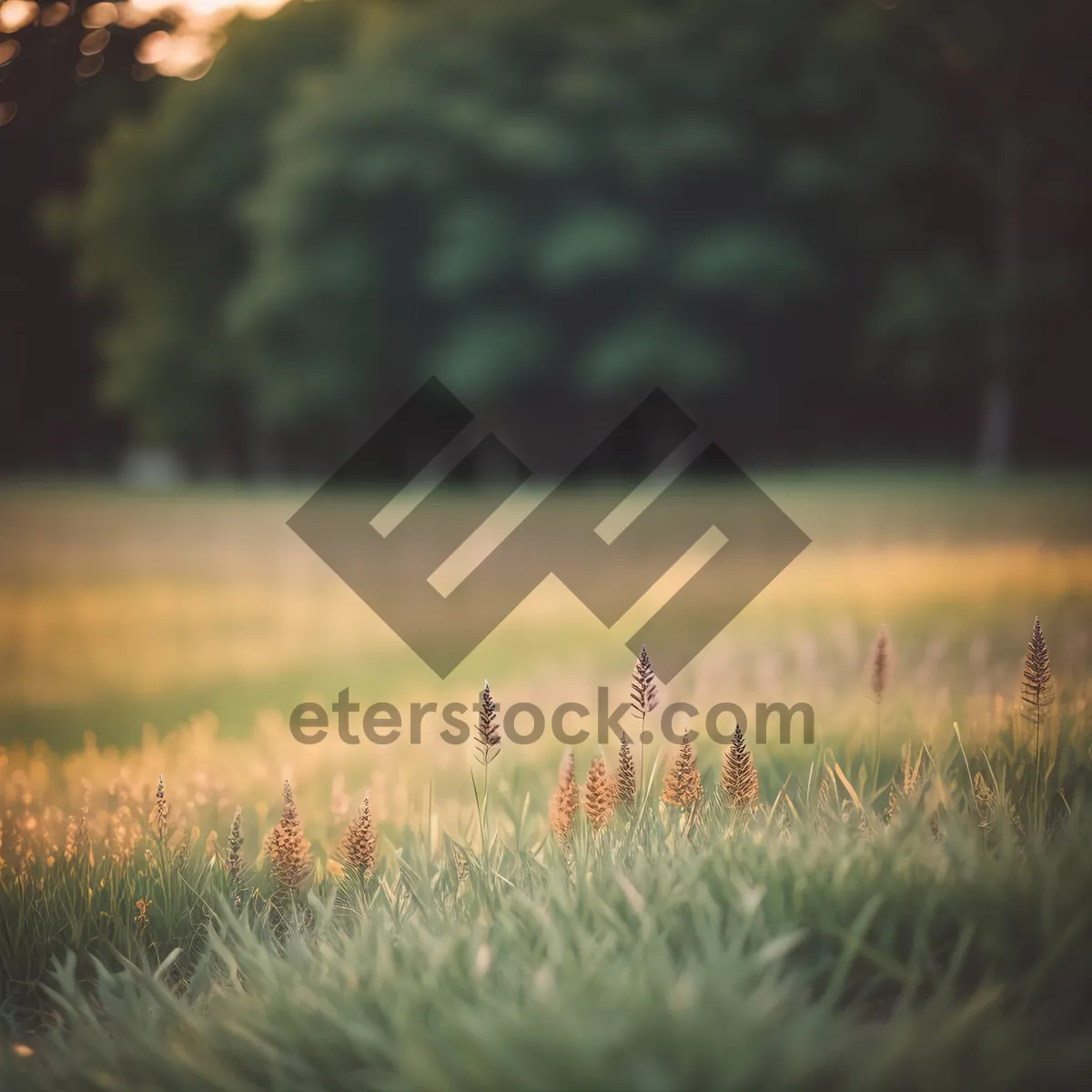 Picture of Golden Wheat Field Under Summer Sky