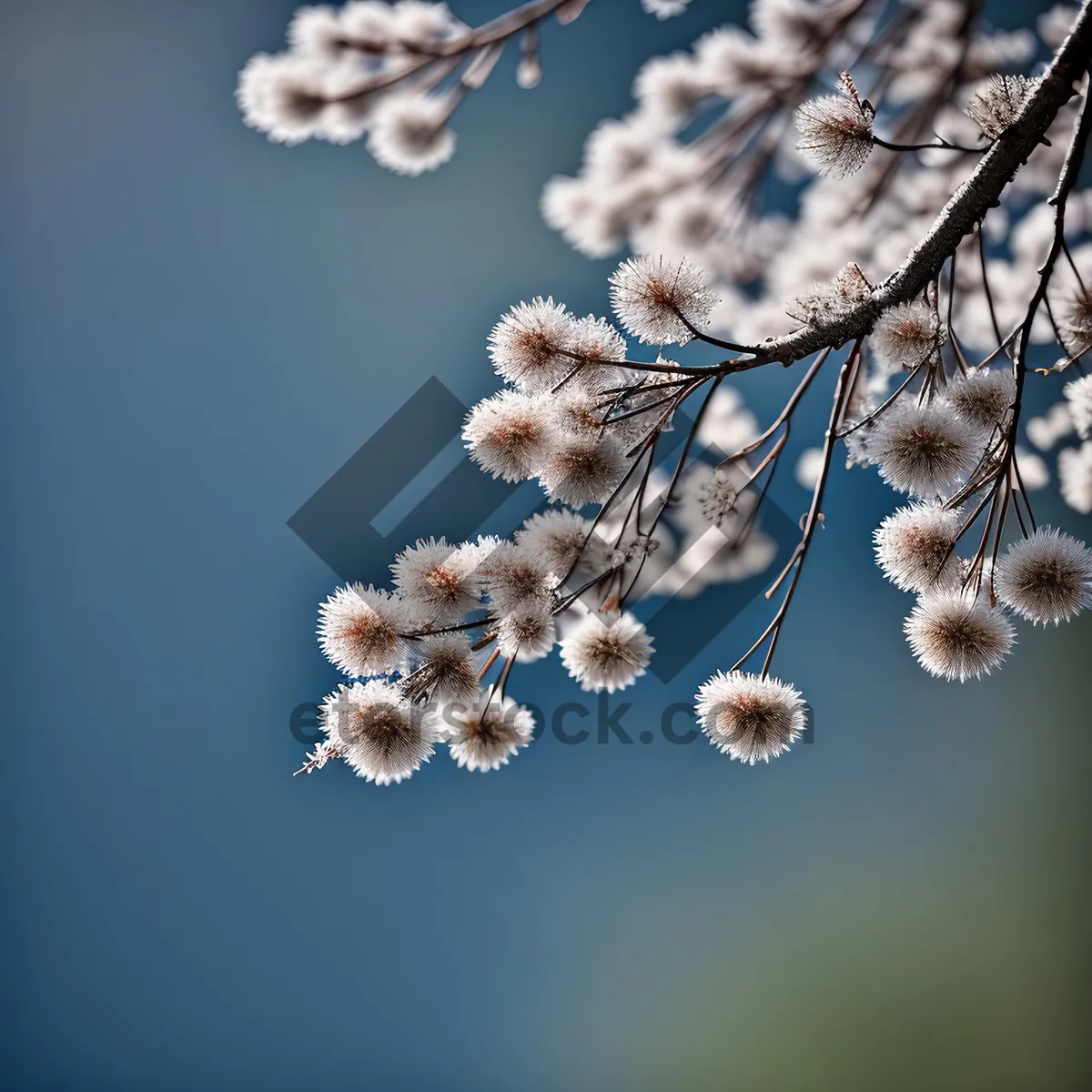 Picture of Blossoming Cow Parsley: Delicate Herb in Spring Sky