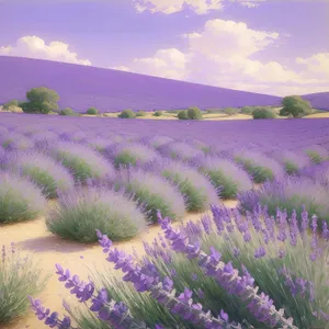 Lavender Field in the Countryside