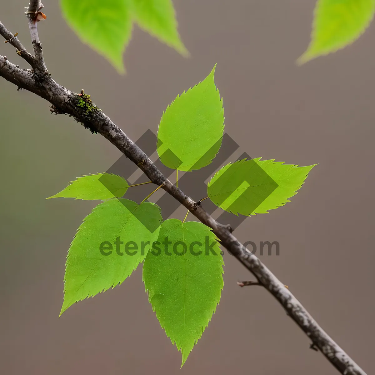 Picture of Lush Summer Elm Branch with Vibrant Foliage