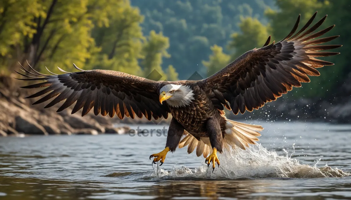 Picture of majestic eagle in flight, fierce predator soaring high