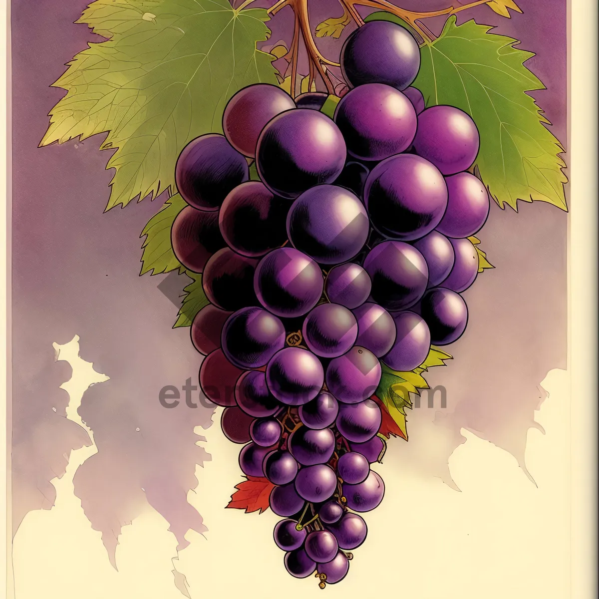 Picture of Fresh and Juicy Purple Grape Bunch - Perfectly Ripe for Harvest