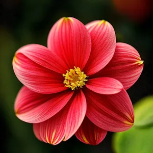 Pink Daisy Blossom in Summer Garden